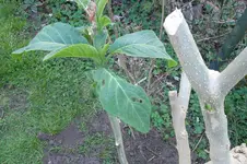 SAM_0939.webp