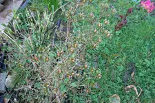SAM_0941.webp