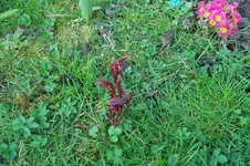SAM_0942.webp