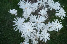 SAM_0944.webp