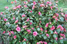 SAM_0945.webp