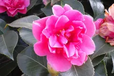 SAM_0946.webp