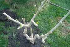 SAM_0950.webp