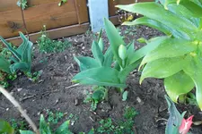 SAM_0954.webp
