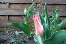SAM_0955.webp