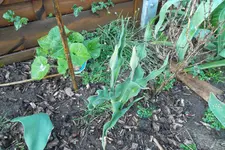 SAM_0956.webp