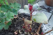 SAM_0957.webp