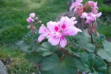 SAM_0958.webp