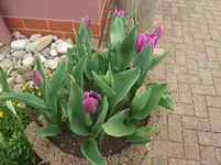 Tulpenring 10-04-16.webp