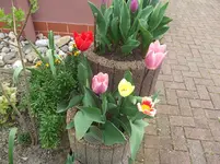 Tulpenring 2016.webp