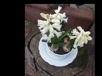 Weisse Hiacinthen 10.04.16..webp