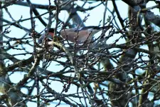 DSCF5611 (2).webp