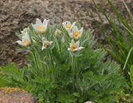 Küchenschelle_weiss_grün_Blüten_640.webp