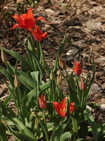 rote Tulpen blühen_700.webp