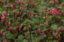 Zierjohannnisbeer_grün_pink_Blüten_800.webp