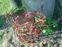 BILD5550.webp