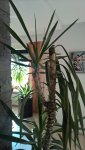 WP_20160411_11_32_17_Pro.jpg