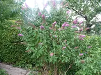Sommerflieder.webp