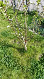 Kirsche1[1].webp