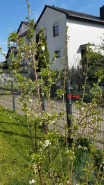 Kirsche1a[1].webp