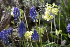 Fruehling 04_16.webp