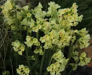 HG_ab 05_15_Schluesselblume.webp