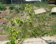 Alm vorher.webp