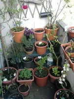 Balkon mitte April links.webp