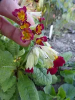 P1080411.webp