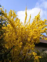 Forsythie 12.4.2016.webp