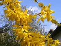 Forsythie2 12.4.2016.webp