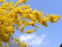 Forsythie3 12.4.2016.webp