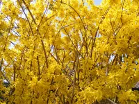 Forsythie4 12.4.2016.webp