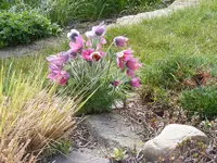 Küchenschelle 2.4.2016.webp