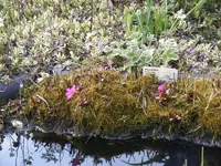 Rosenprimel 12.4.2016.webp