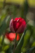 IMG_7323-2.webp