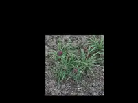 Fritilaria Apr. '16 .webp