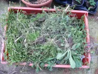 P1100100.webp