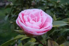 SAM_0965.webp