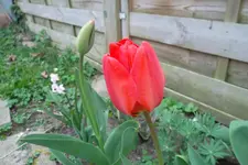 SAM_0961.webp