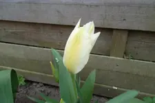 SAM_0962.webp