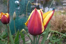 SAM_0963.webp