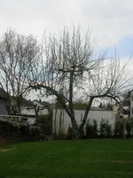 Apfelbaum Süd.webp