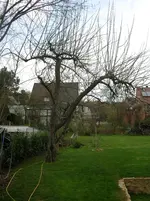 Apfelbaum West.webp