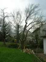 Zwetschgenbaum Nord.webp
