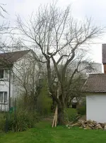 Zwetschgenbaum Ost.webp