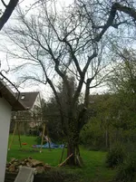 Zwetschgenbaum West.webp
