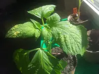 Tomatillo Blätter.webp