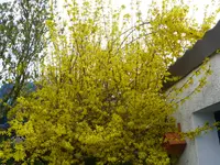 P1100104.webp