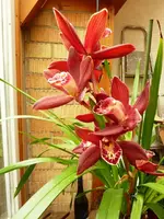 Cymbidiumblüten.webp